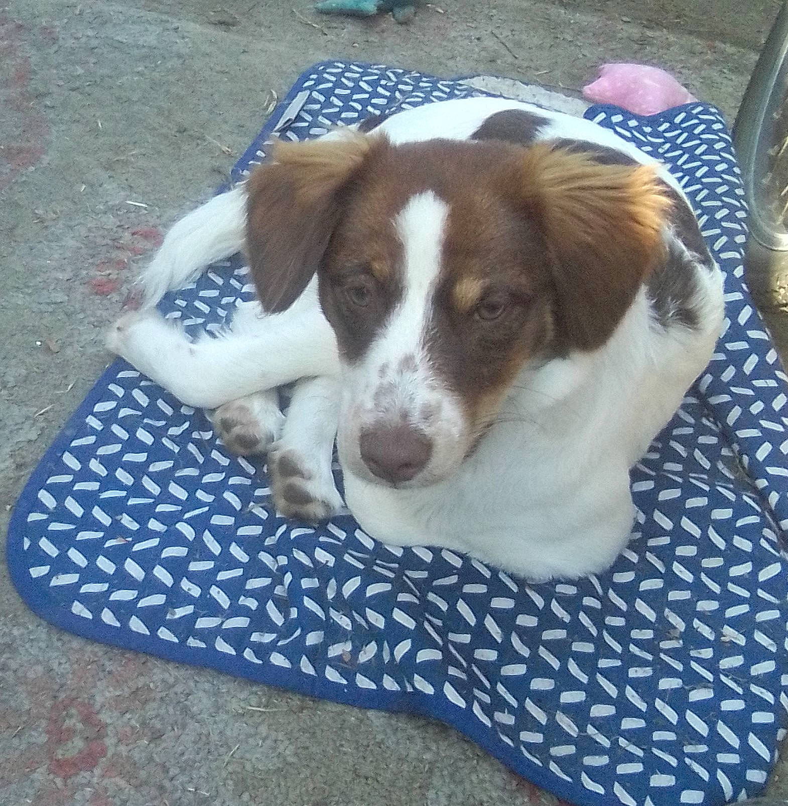 Prissy joined the competition — help win amazing prizes! carnivore, companion_dog, dog, dog_breed, flooring, gun_dog, kitchen_utensil, liver, pattern, plate, serveware, sporting_group, tableware, terrestrial_animal, working_dog