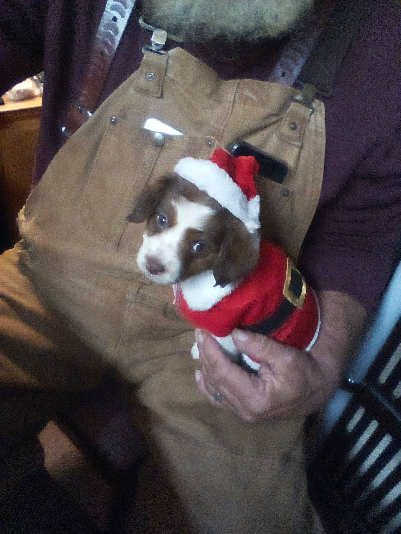 Prissy is registered to the contest to win money with this photo: canidae, carmine, carnivore, collar, comfort, companion_dog, dog, dog_breed, dog_collar, dog_supply, fashion_accessory, fur, non_sporting_group, personal_protective_equipment, snout, sporting_group, working_animal