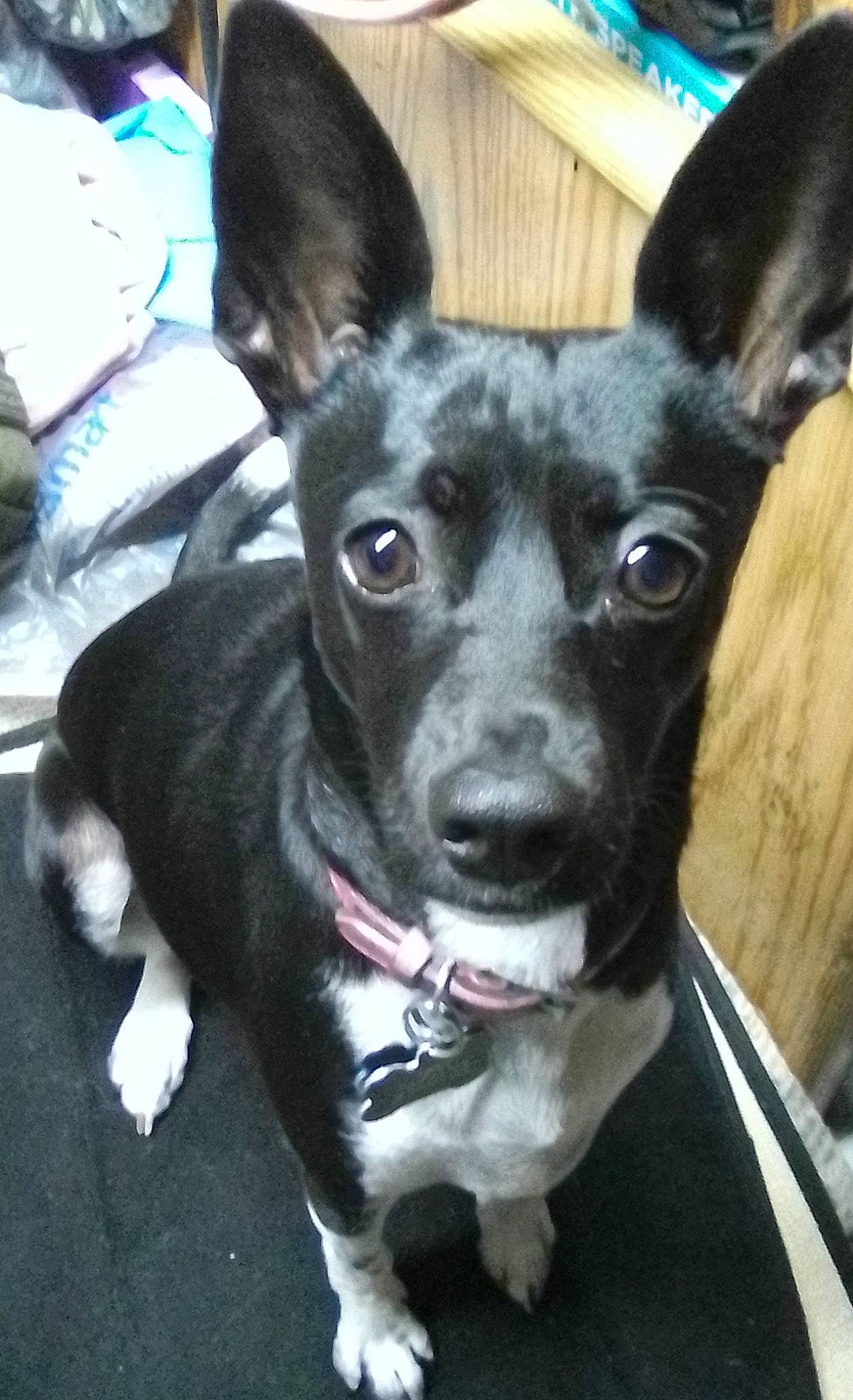 Tippy joined the competition — help win amazing prizes! ancient_dog_breeds, canidae, carnivore, chihuahua, collar, companion_dog, dog, dog_breed, dog_collar, ear, eye, fashion_accessory, fawn, fur, non_sporting_group, snout, sporting_group, toy_dog, whiskers, working_animal