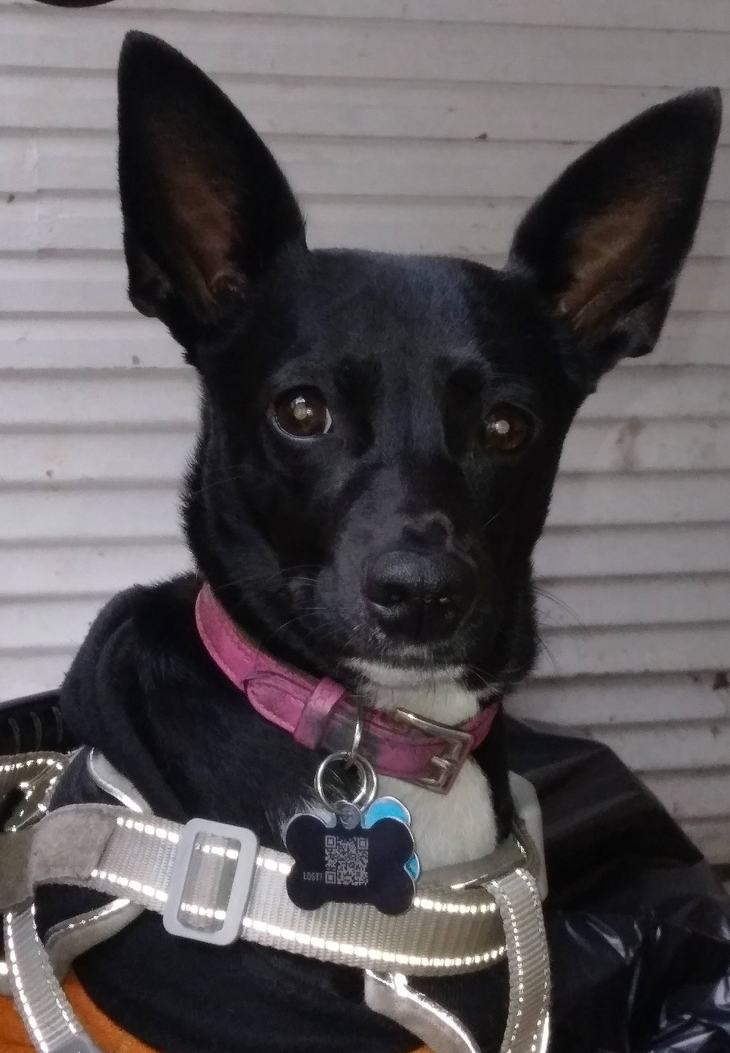 Tippy joined the competition — help win amazing prizes! canidae, carnivore, chihuahua, collar, companion_dog, dog, dog_breed, dog_collar, dog_supply, ear, fashion_accessory, fawn, leash, pet_supply, russkiy_toy, snout, sporting_group, toy_dog, whiskers, working_animal