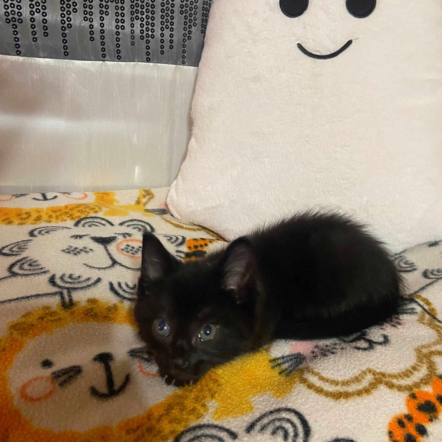 Teeny Tiny Roys joined the competition — help win amazing prizes! animal, black_cat, blanket, comfort, cozy, curious, cute, cute_pet, feline, home, indoor, kitten, lion_pattern, pet, plush, resting, sleepy, small_animal, smiling_face, soft_toy