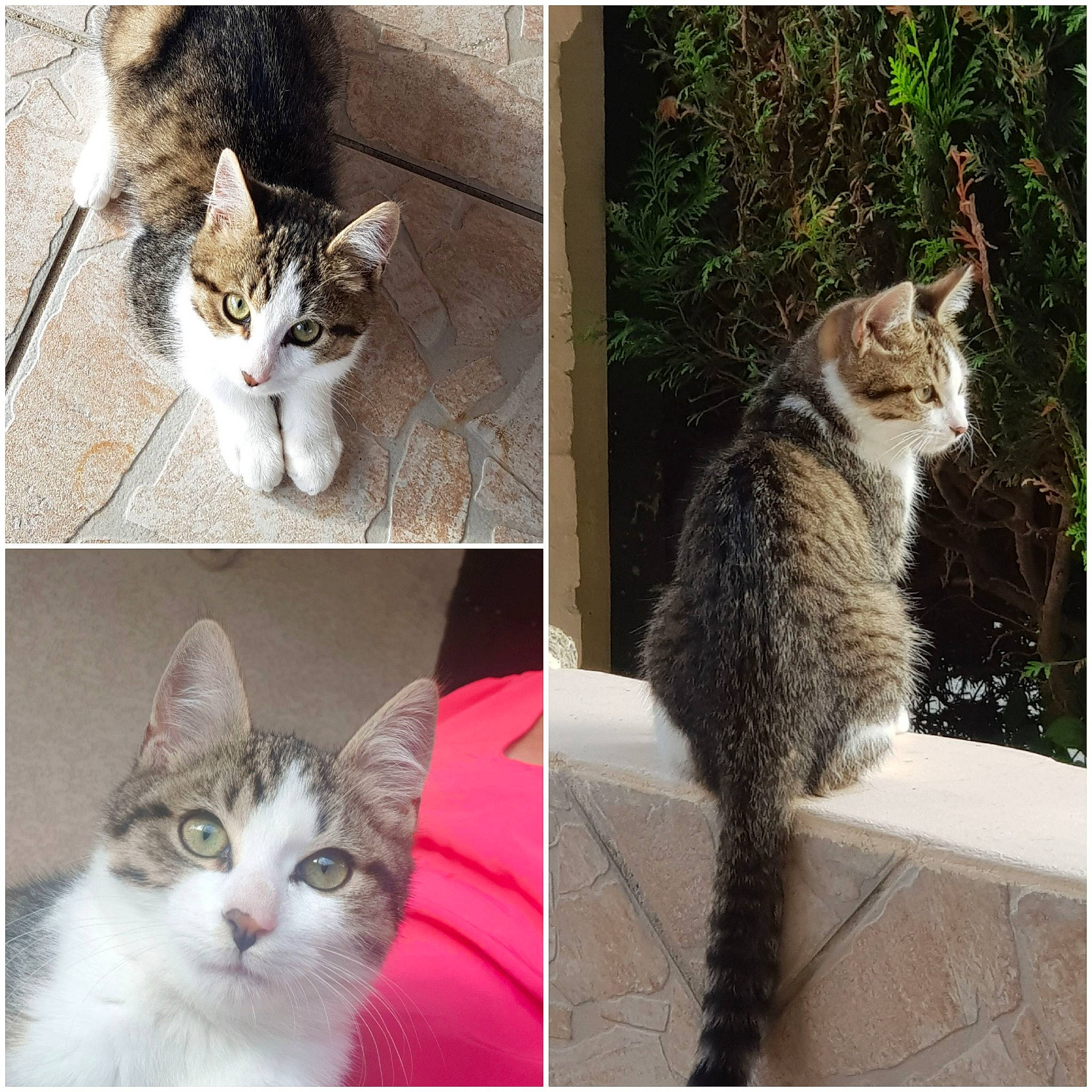 Simba participe au concours pour gagner de l'argent avec cette photo : beauty, carnivore, cat, domestic_short_haired_cat, felidae, fur, mammal, organism, paw, photo_caption, photograph, plant, rectangle, small_to_medium_sized_cats, snapshot, snout, tail, tree, vertebrate, whiskers