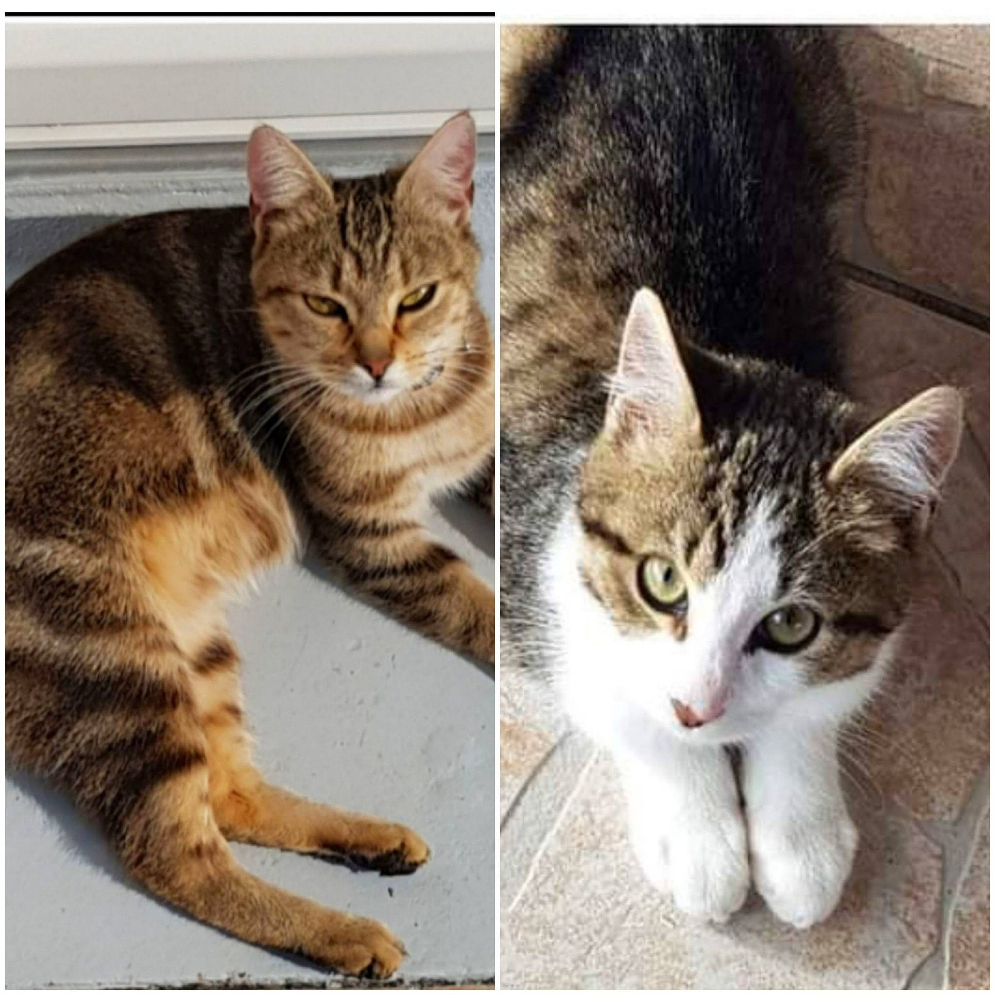 Simba Et Zira participe au concours pour gagner de l'argent avec cette photo : art, carnivore, cat, felidae, fur, paw, photo_caption, photograph, rectangle, small_to_medium_sized_cats, snout, terrestrial_animal, whiskers