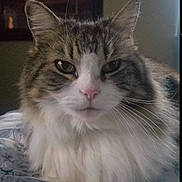Masey is registered to the contest to win money with this photo: cat, tabby_cat, fluffy_fur, pet, animal, whiskers, pink_nose, indoor, bed, blanket, closeup, portrait, feline, mammal, cute, domestic_cat, relaxed, looking_at_camera, soft_fur, resting