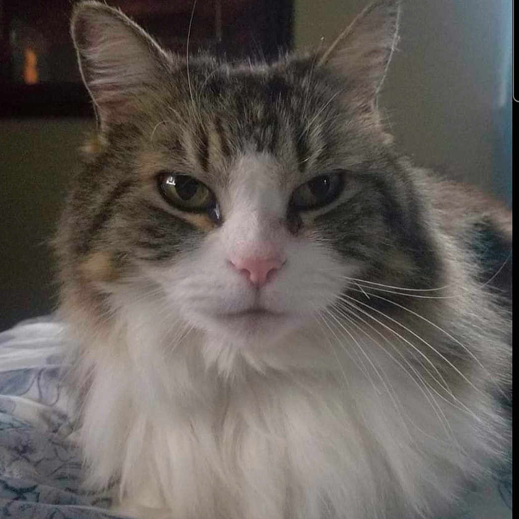 Masey is registered to the contest to win money with this photo: cat, tabby_cat, fluffy_fur, pet, animal, whiskers, pink_nose, indoor, bed, blanket, closeup, portrait, feline, mammal, cute, domestic_cat, relaxed, looking_at_camera, soft_fur, resting