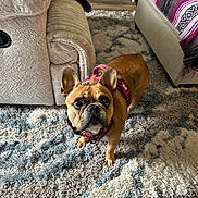 Piper is registered to the contest to win money with this photo: bed, blanket, brown_dog, carpet, couch, cozy, curious, dog, flooring, foot, french_bulldog, furniture, harness, indoor, living_room, looking_up, pet, rug, sock, wood_floor
