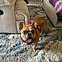 bed, blanket, brown_dog, carpet, couch, cozy, curious, dog, flooring, foot, french_bulldog, furniture, harness, indoor, living_room, looking_up, pet, rug, sock, wood_floor