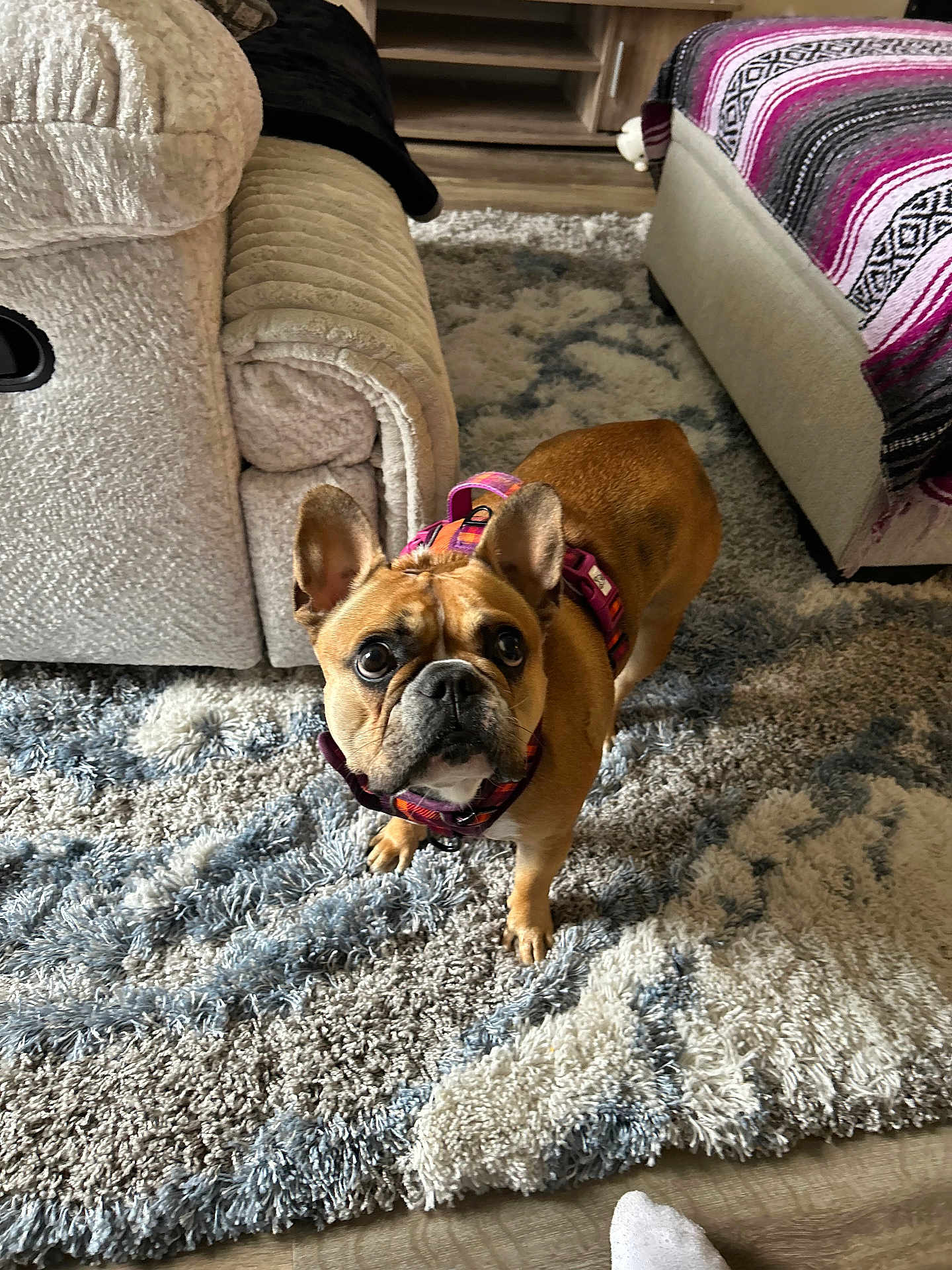 Piper is registered to the contest to win money with this photo: bed, blanket, brown_dog, carpet, couch, cozy, curious, dog, flooring, foot, french_bulldog, furniture, harness, indoor, living_room, looking_up, pet, rug, sock, wood_floor