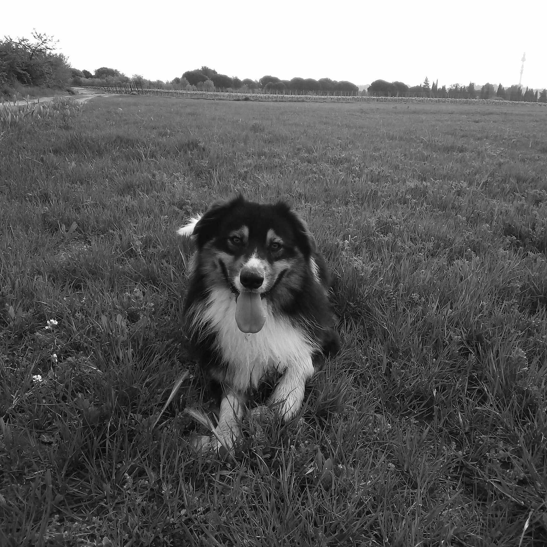 Pronto participe au concours pour gagner de l'argent avec cette photo : animal, canine, collie, countryside, dog, farm, field, grass, grassland, hound, lawn, meadow, nature, outdoors, pasture, pet, plant, puppy, rural, vegetation