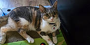 Lylah is registered to the contest to win money with this photo: animal, cat, collar, curious, ears, feline, floor_mat, game_board, indoor, looking_at_camera, pet, playful, red_bird, relaxed, scratching_pad, tabby, toy, whiskers, white_paws, wood_floor