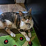animal, cat, collar, curious, ears, feline, floor_mat, game_board, indoor, looking_at_camera, pet, playful, red_bird, relaxed, scratching_pad, tabby, toy, whiskers, white_paws, wood_floor