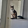 Lylah joined the competition — help win amazing prizes! animal, cat, collar, countertop, curious, domestic, door, feline, floor, furniture, household, indoor, ledge, looking, pet, quiet, sitting, tag, wall, white