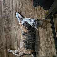 Lylah is registered to the contest to win money with this photo: animal, calico, cat, collar, curious, cute, domestic_animal, ears, feline, floor, indoor, laying_down, looking_up, mammal, pet, relaxed, tail, vent, whiskers, wooden_floor