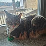 Lylah is registered to the contest to win money with this photo: animal, balcony, cat, closeup, collar, countertop, curious, daylight, ears, feline, green_eyes, indoor, pet, pink_nose, resting, screen, tabby_cat, urban, whiskers, window