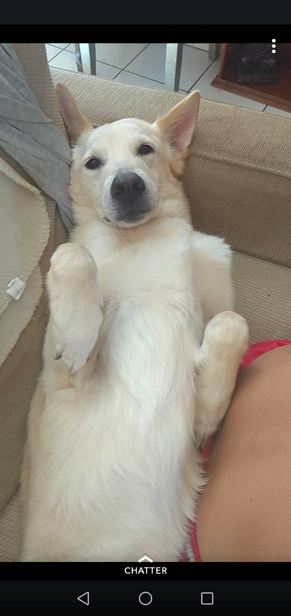 Jeck participe au concours pour gagner de l'argent avec cette photo : berger_blanc_suisse, canaan_dog, canidae, carnivore, dog, dog_breed, fawn, indian_spitz, kintamani, korean_jindo_dog, mammal, norwegian_buhund, nose, puppy, rare_breed_dog, vertebrate, white_shepherd