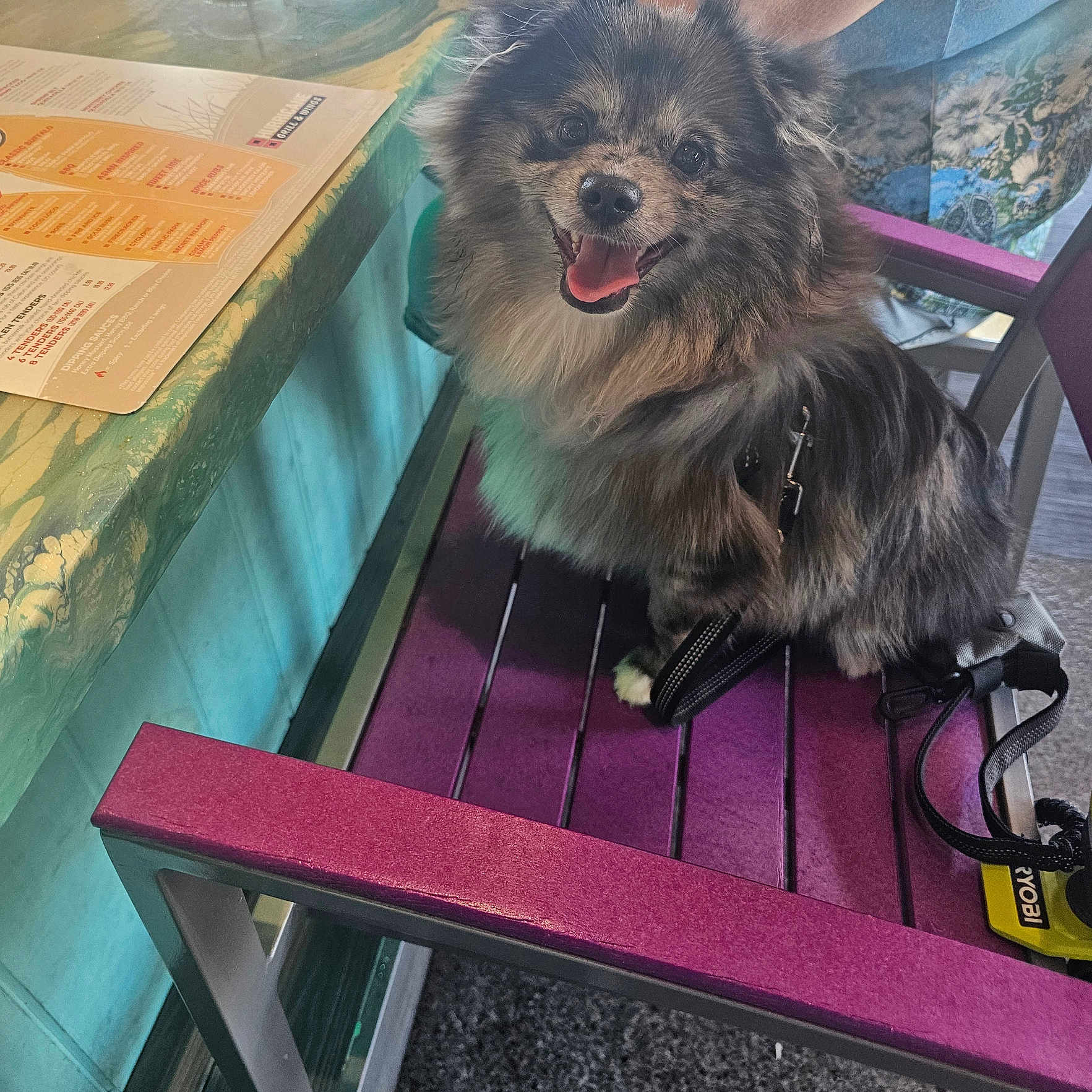 Milo is registered to the contest to win money with this photo: accessories, animal, bag, bench, canine, chair, desk, diningtable, dog, furniture, grass, handbag, indoors, interiordesign, pet, plant, plywood, puppy, table, wood
