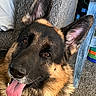 animal, basket, black, brown, canine, carpet, closeup, couch, cute, dog, ear, fur, furniture, german_shepherd, happy, indoor, looking_up, pet, tongue, tongue_out