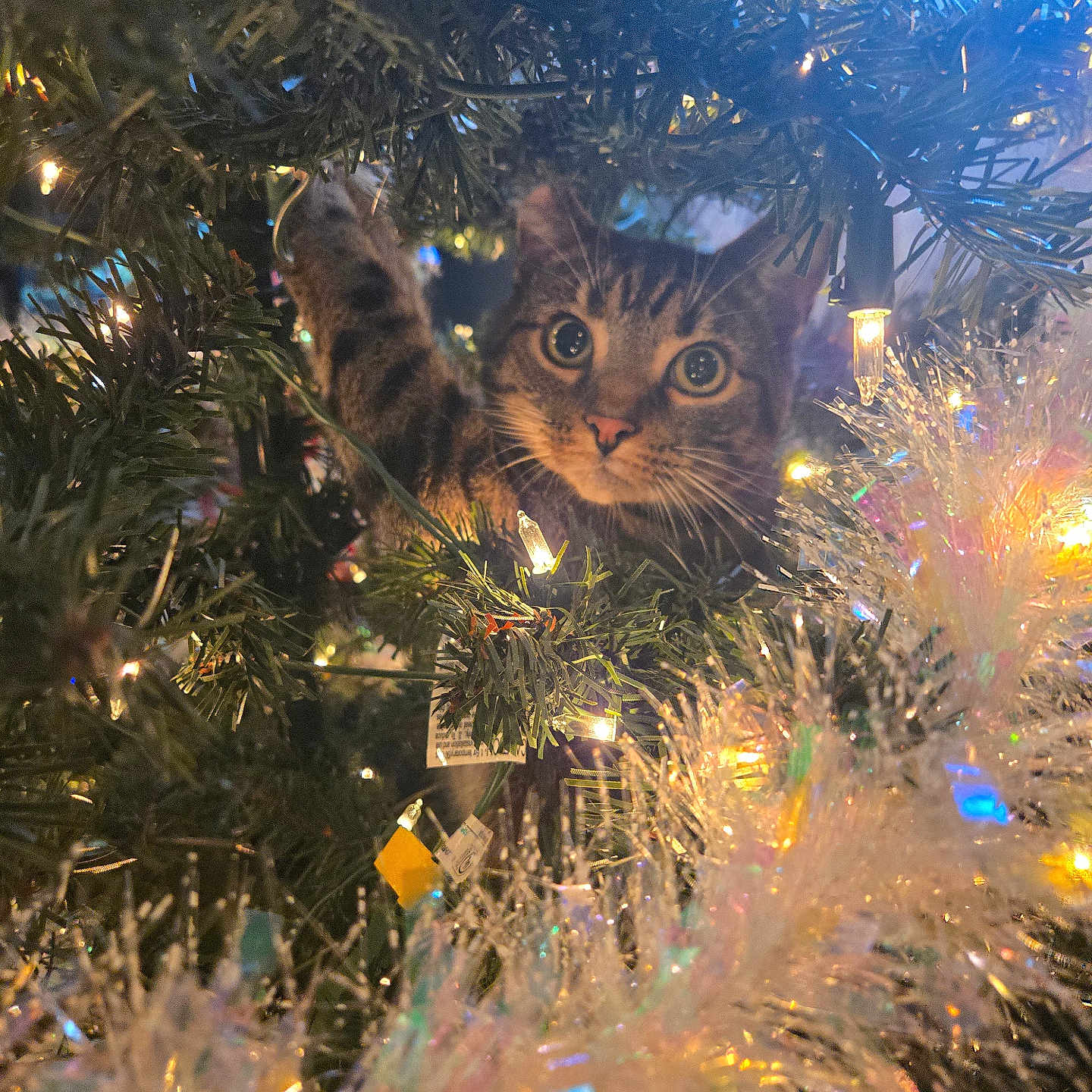 Pawzie is registered to the contest to win money with this photo: abyssinian, accessories, animal, cat, christmas, christmasdecorations, christmastree, conifer, festival, fir, kitten, lighting, manx, ornament, outdoors, panther, pet, plant, tree, vegetation