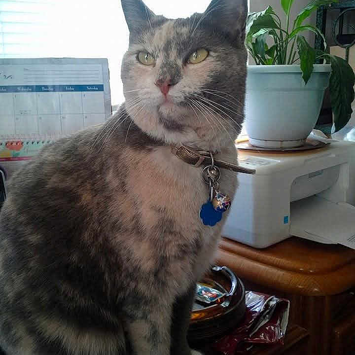 Itty Bitty Kitty joined the competition — help win amazing prizes! animal, cat, collar, domestic_cat, ears, face, fur, furniture, household, indoor, light, pet, plant, potted_plant, printer, sitting, tag, whiskers, window, wooden_table