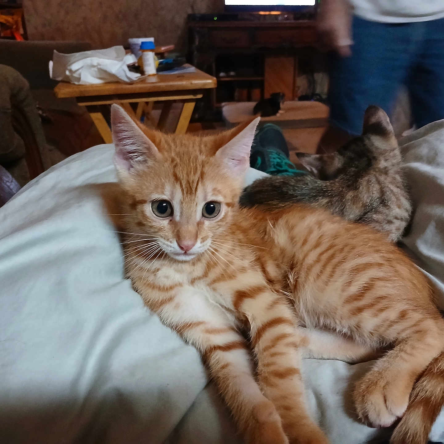 Milo