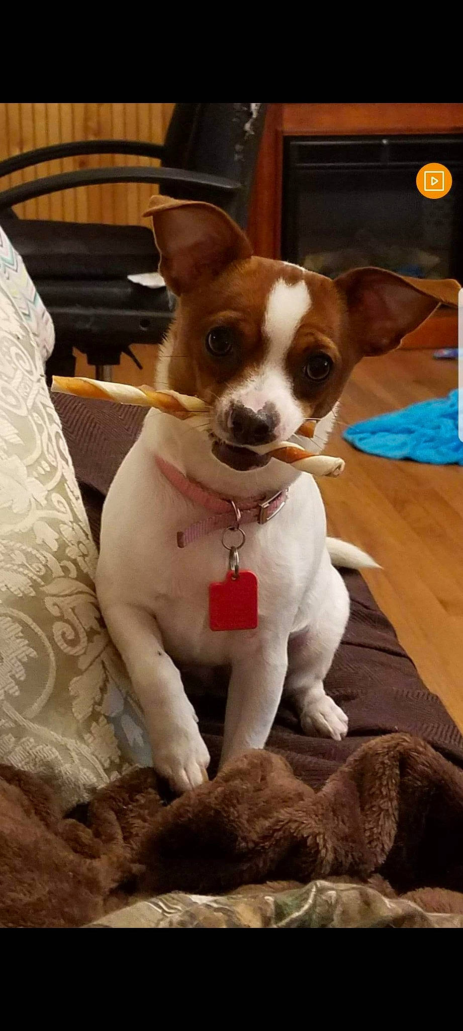 Lucy is registered to the contest to win money with this photo: boston_terrier, canidae, carnivore, chair, collar, companion_dog, dog, dog_breed, dog_collar, fawn, fur, irishjacks, non_sporting_group, snout, sporting_group, terrier, toy_dog, working_animal