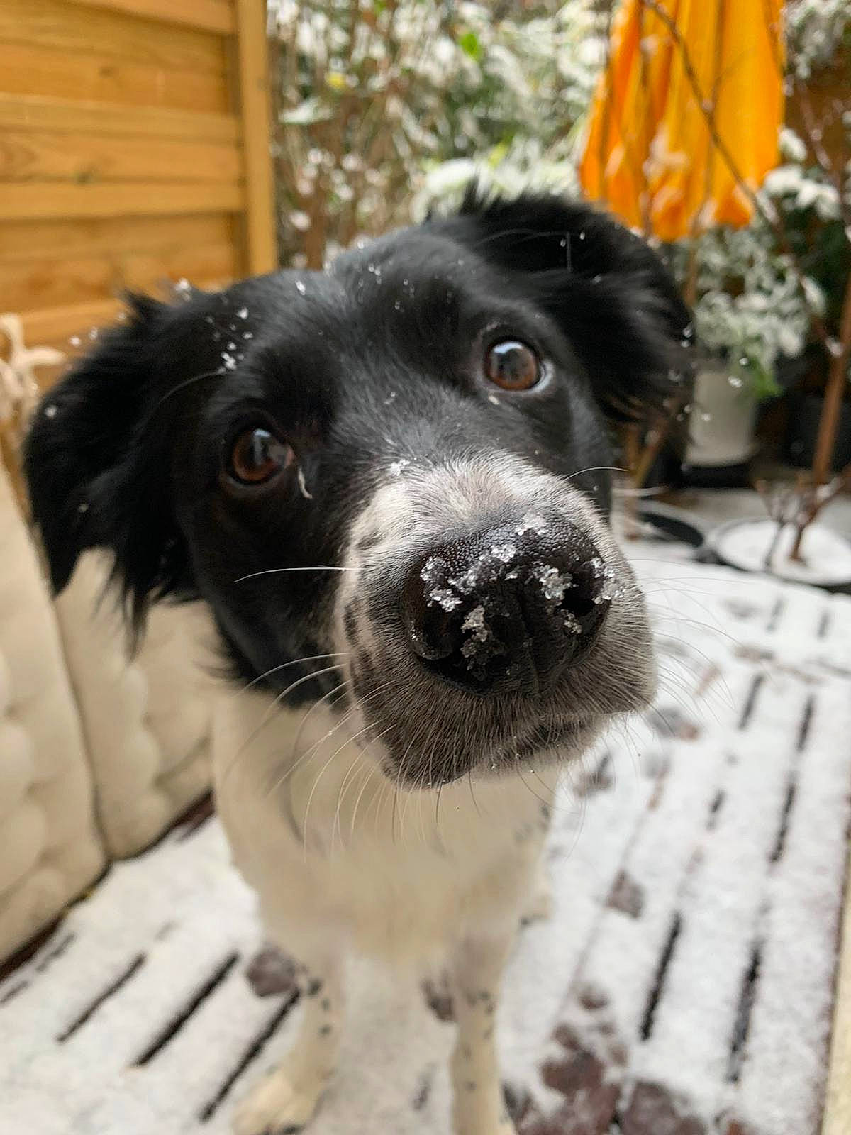 Aldo a rejoint le concours — aidez-le/la à gagner de superbes lots ! carnivore, collar, companion_dog, dog, dog_breed, dog_collar, flowerpot, fur, gun_dog, herding_dog, houseplant, plant, snout, snow, spaniel, sporting_group, tree, whiskers, wood, working_animal