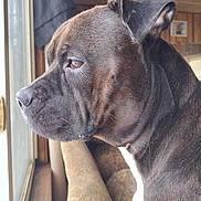 Charolette joined the competition — help win amazing prizes! dog, pet, indoor, window, looking_out, brown_fur, white_chest, close_up, side_profile, natural_light, furniture, couch, wood_paneling, calm, animal, companion, domestic, ears, snout, whiskers