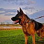 Usman participe au concours pour gagner de l'argent avec cette photo : german_shepherd, dog, canine, pet, outdoor, grass, field, leash, nature, sky, clouds, water, lake, animal, mammal, ears, tongue, fur, standing, daylight