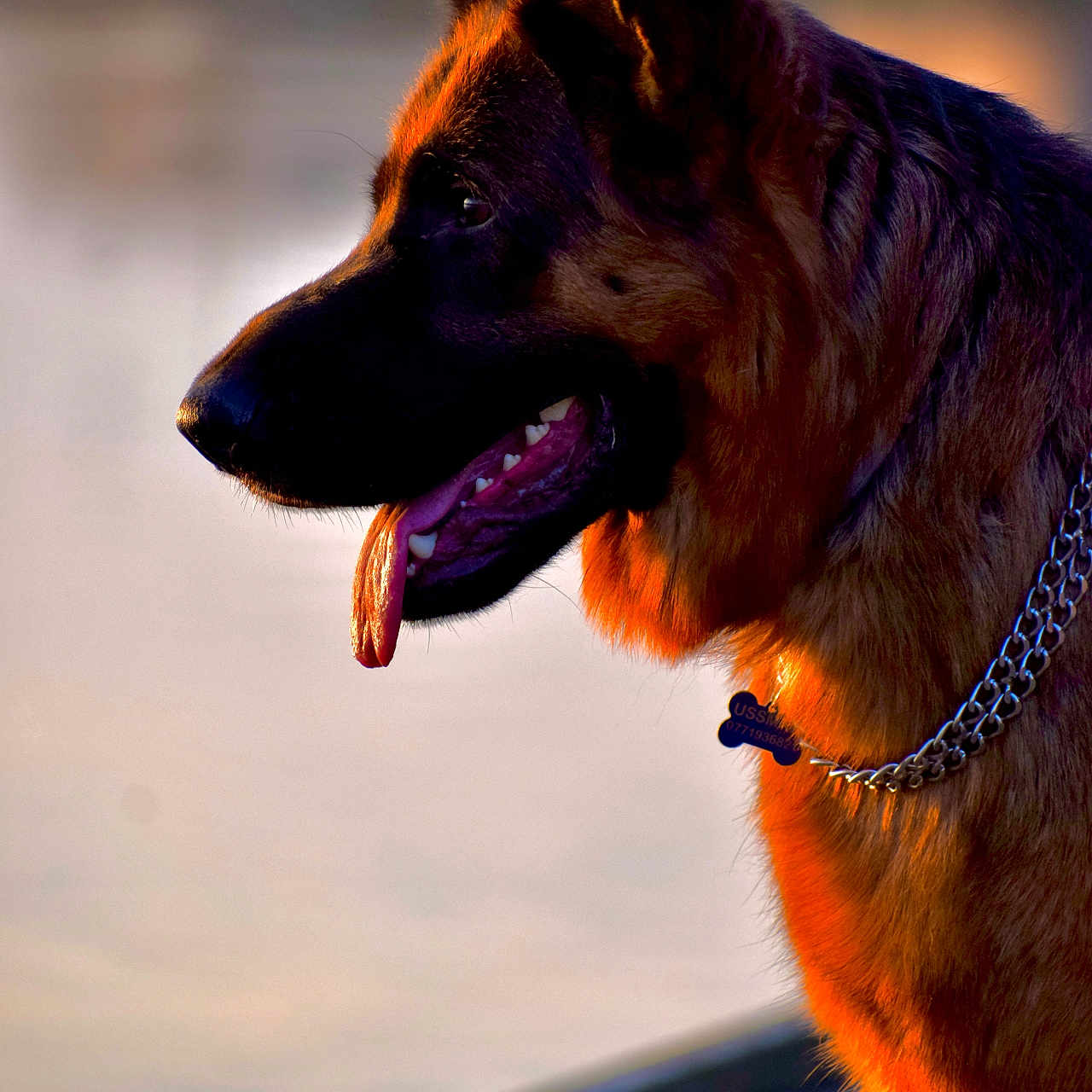 Usman a rejoint le concours — aidez-le/la à gagner de superbes lots ! animal, canine, chain, collar, daylight, dock, dog, ears_up, fur, german_shepherd, golden_hour, lake, nature, outdoor, pet, profile, side_view, sunset, tongue_out, water