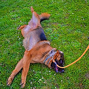Usman a rejoint le concours — aidez-le/la à gagner de superbes lots ! dog, german_shepherd, grass, leash, outdoor, playful, pet, animal, nature, greenery, canine, collar, rolling, happy, summer, daylight, field, grass_field, flower, fun
