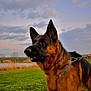Usman a rejoint le concours — aidez-le/la à gagner de superbes lots ! german_shepherd, dog, canine, pet, leash, grass, field, outdoor, nature, sky, clouds, animal, mammal, portrait, alert, standing, ears, fur, brown, black