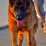 german_shepherd, dog, canine, walking, boardwalk, outdoor, sunset, golden_hour, tongue_out, pet, animal, mammal, walking_person, blurred_background, sunlight, warm_light, closeup, portrait, happy, active