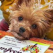 Princess Jojo joined the competition — help win amazing prizes! dog, close_up, face, fur, nose, eyes, menu, table, yellow_clothing, mustard, pattern, cactus, resting, cute, pet, indoor, wood, colorful, animal, portrait