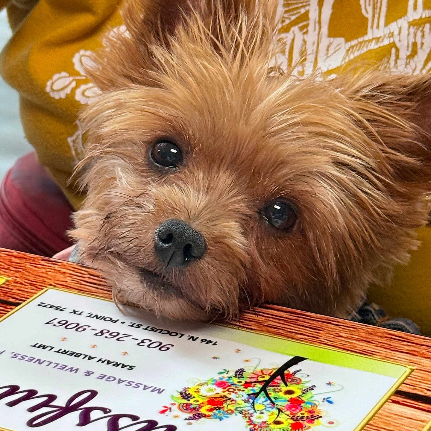 Princess Jojo joined the competition — help win amazing prizes! dog, close_up, face, fur, nose, eyes, menu, table, yellow_clothing, mustard, pattern, cactus, resting, cute, pet, indoor, wood, colorful, animal, portrait