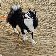 Fluffy participe au concours pour gagner de l'argent avec cette photo : accessories, animal, beach, canine, coast, cockerspaniel, collie, dog, eskimodog, husky, nature, outdoors, papillon, pet, puppy, sand, sea, shoreline, soil, water