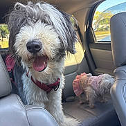 Cannoli joined the competition — help win amazing prizes! animal, backseat, car_interior, companion, cute_outfit, dog, domestic_animal, fur, happy, leather_seat, pet, pink_clothing, playful, small_dog, sunlight, tongue_out, travel, two_dogs, vehicle, window
