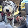 animal, backseat, car_interior, companion, cute_outfit, dog, domestic_animal, fur, happy, leather_seat, pet, pink_clothing, playful, small_dog, sunlight, tongue_out, travel, two_dogs, vehicle, window