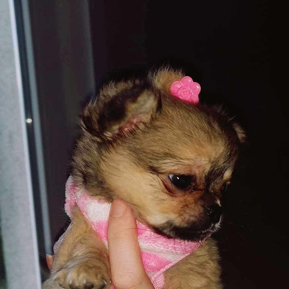 Prischka a rejoint le concours — aidez-le/la à gagner de superbes lots ! adorable, animal, bracelet, companion, cute, dog, domestic_animal, fluffy, furry, hand, indoor, mammal, pet, pink_hair_clip, pink_outfit, portrait, puppy, small_dog, window, young_dog