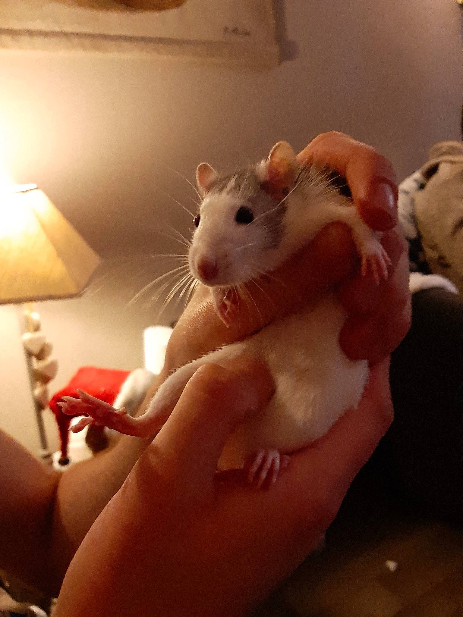 Ratatouille a rejoint le concours — aidez-le/la à gagner de superbes lots ! chinchilla, fawn, finger, fur, gerbil, hamster, hand, mouse, muridae, muroidea, nail, pest, rat, rodent, skin, whiskers