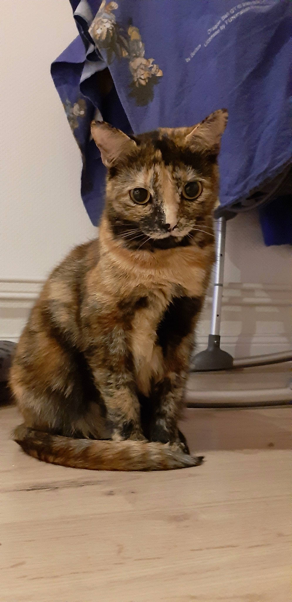 Nyla participe au concours pour gagner de l'argent avec cette photo : aegean_cat, arabian_mau, asian, carnivore, cat, domestic_short_haired_cat, dragon_li, european_shorthair, felidae, german_rex, kitten, mammal, oriental_longhair, small_to_medium_sized_cats, snout, sokoke, tabby_cat, vertebrate, whiskers