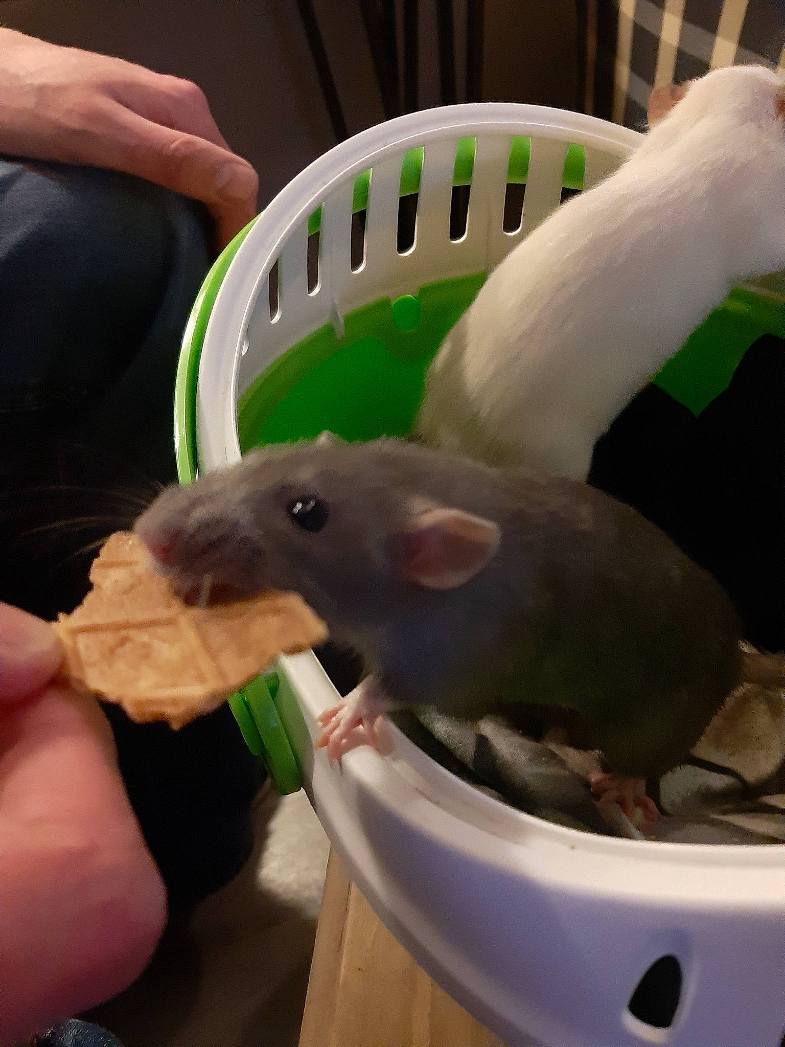 Yorha a rejoint le concours — aidez-le/la à gagner de superbes lots ! gerbil, green, hamster, hand, muridae, muroidea, plant, rat, rodent