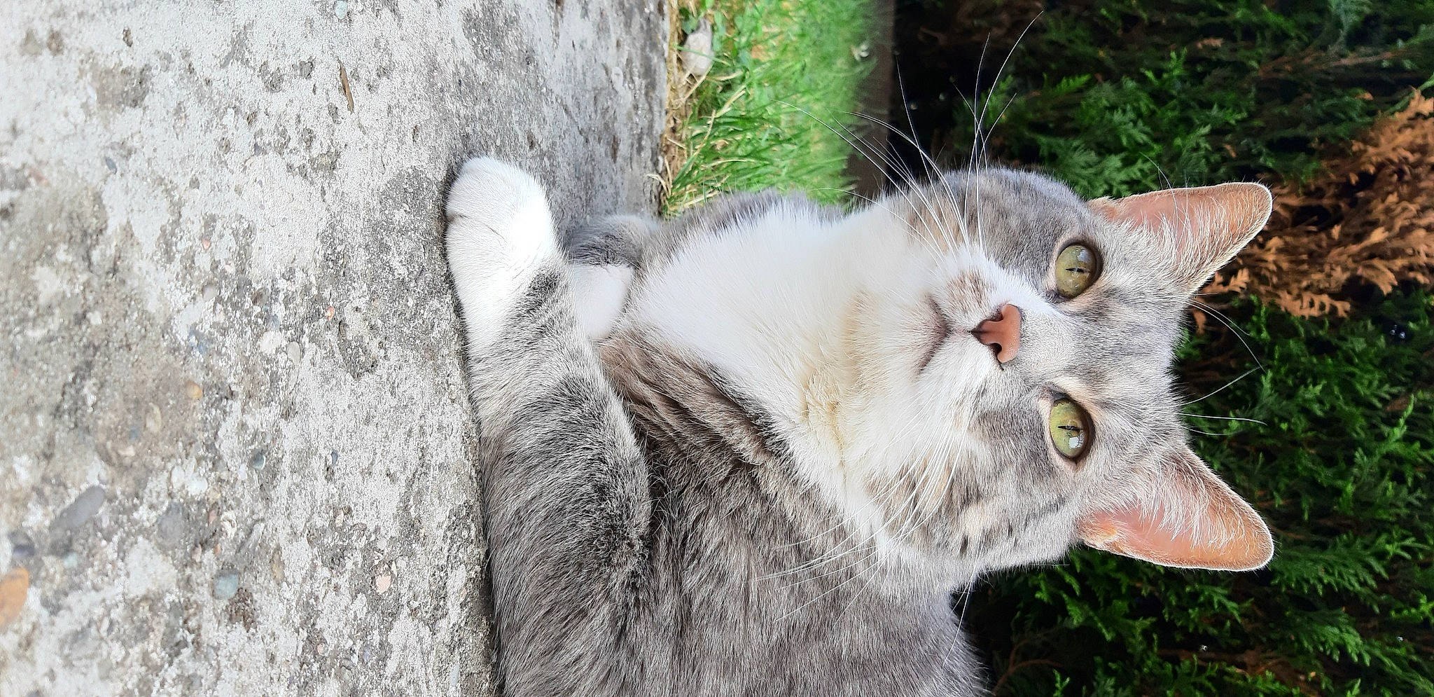 Tiger a rejoint le concours — aidez-le/la à gagner de superbes lots ! carnivore, cat, domestic_short_haired_cat, felidae, fur, grass, grey, paw, plant, small_to_medium_sized_cats, snout, tail, terrestrial_animal, tree, whiskers, wildlife, wood