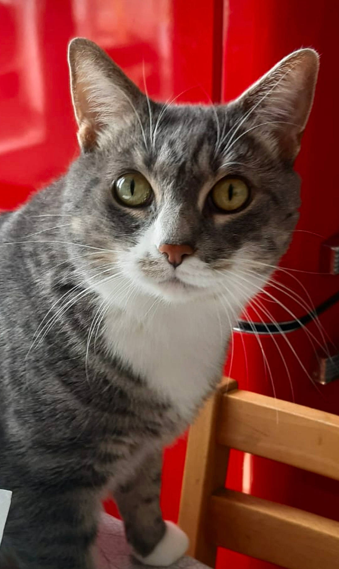 Tiger a rejoint le concours — aidez-le/la à gagner de superbes lots ! box, carnivore, cat, cat_furniture, cat_supply, collar, domestic_short_haired_cat, eye, felidae, fur, paw, pet_supply, photo_caption, small_to_medium_sized_cats, snout, tail, whiskers