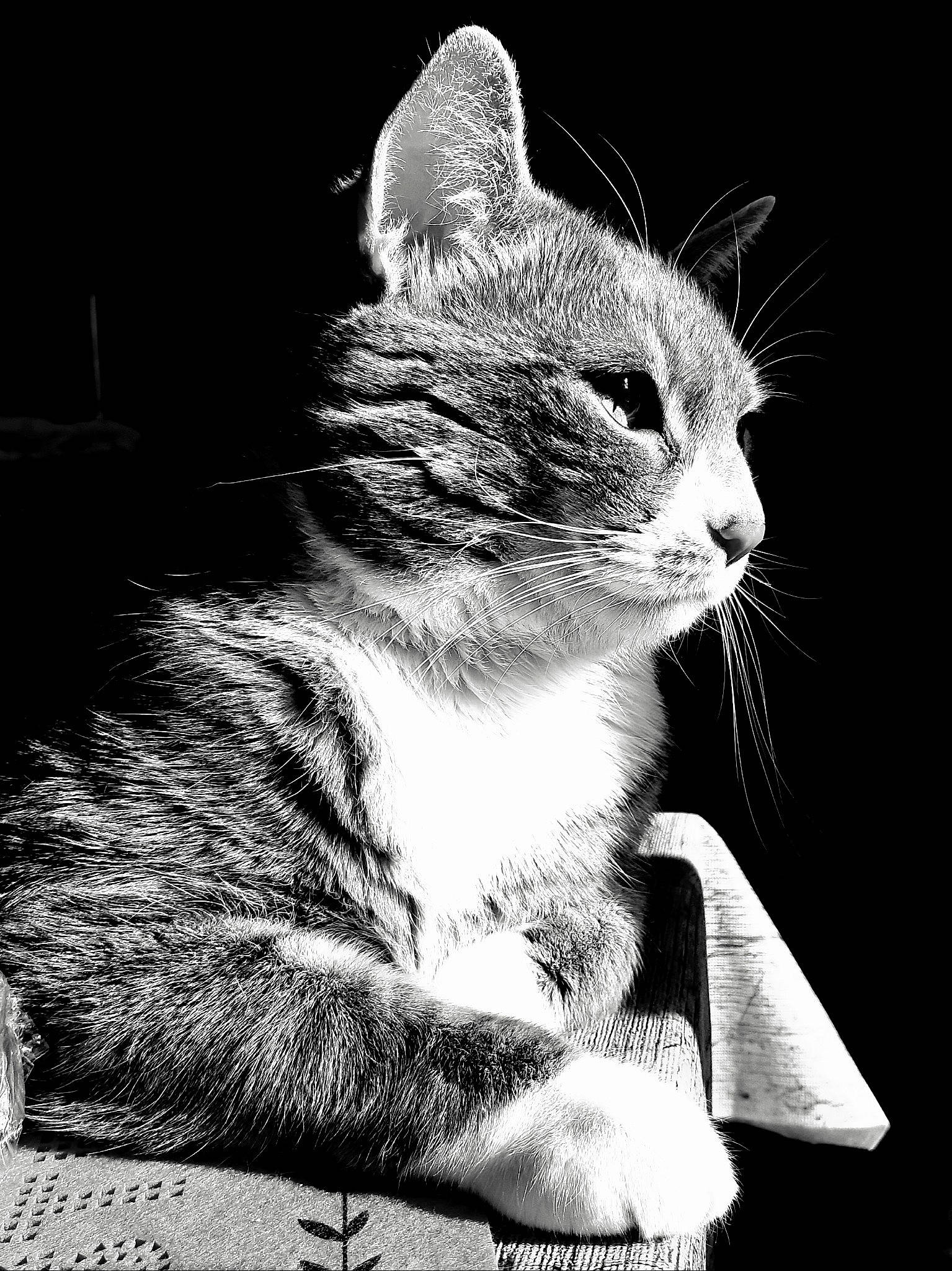 Tiger participe au concours pour gagner de l'argent avec cette photo : american_wirehair, asian, black_and_white, carnivore, cat, curious, domestic_short_haired_cat, european_shorthair, felidae, kitten, monochrome, monochrome_photography, paw, photo_caption, photography, small_to_medium_sized_cats, snout, tabby_cat, tail, whiskers