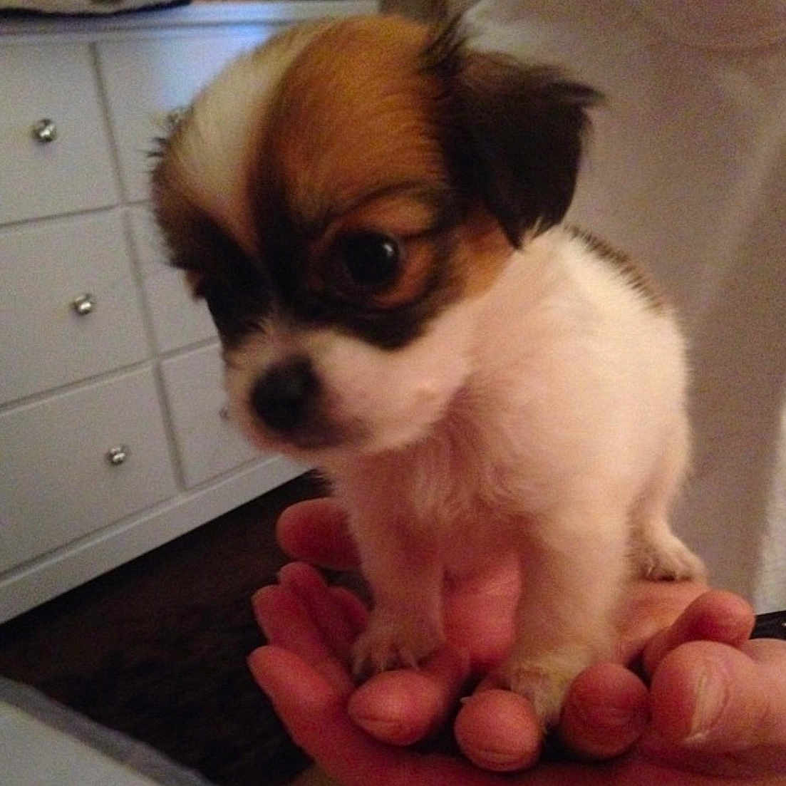 Cloe joined the competition — help win amazing prizes! ancient_dog_breeds, canidae, carnivore, chihuahua, companion_dog, dog, dog_breed, ear, eye, fawn, mammal, puppy, puppy_love, rare_breed_dog, shih_tzu, skin, snout, sporting_group, toy_dog, vertebrate