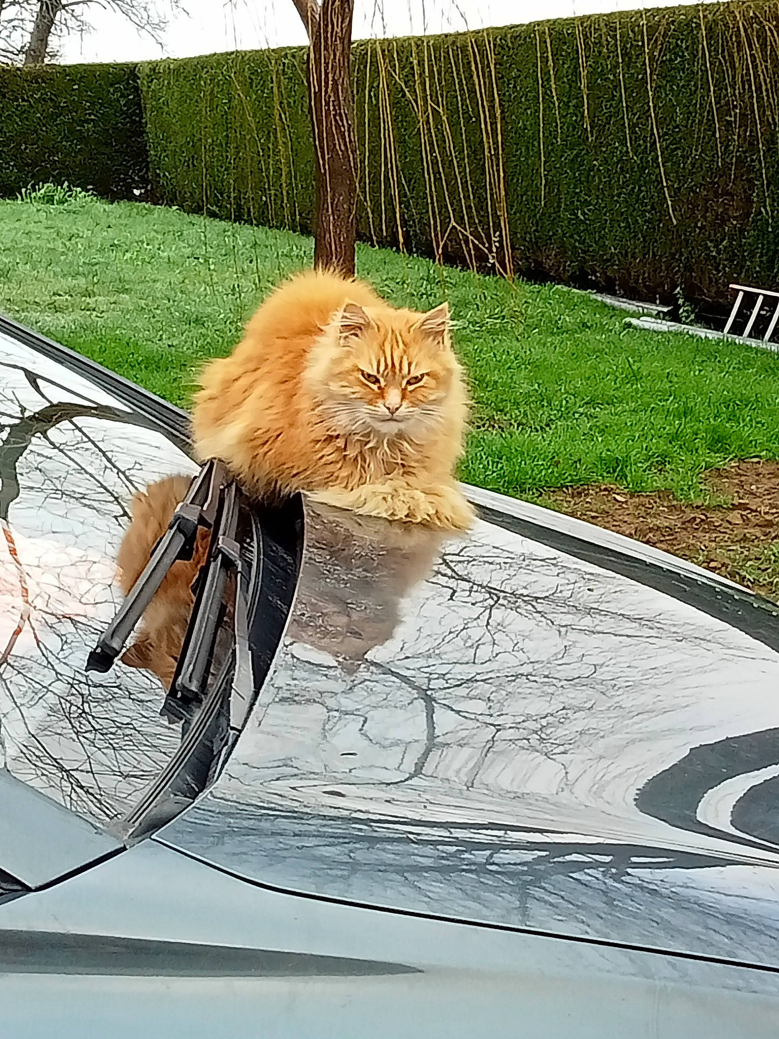 Roucky a rejoint le concours — aidez-le/la à gagner de superbes lots ! automotive_lighting, carnivore, cat, fawn, felidae, fence, grass, hood, line, motor_vehicle, plant, road_surface, small_to_medium_sized_cats, tints_and_shades, tire, vehicle, wheel, whiskers, window, wood
