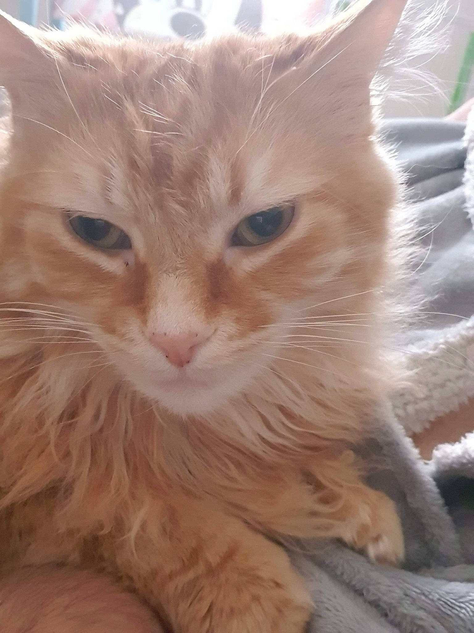 Roucky a rejoint le concours — aidez-le/la à gagner de superbes lots ! carnivore, cat, claw, close_up, domestic_short_haired_cat, ear, eye, fawn, felidae, fur, maine_coon, paw, small_to_medium_sized_cats, snout, whiskers, window, wood