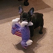Birdie joined the competition — help win amazing prizes! puppy, dog, french_bulldog, toy, stuffed_animal, carpet, indoor, pet, black_dog, playful, ears, mouth, animal, cute, young, standing, pet_toy, fur, floor, home