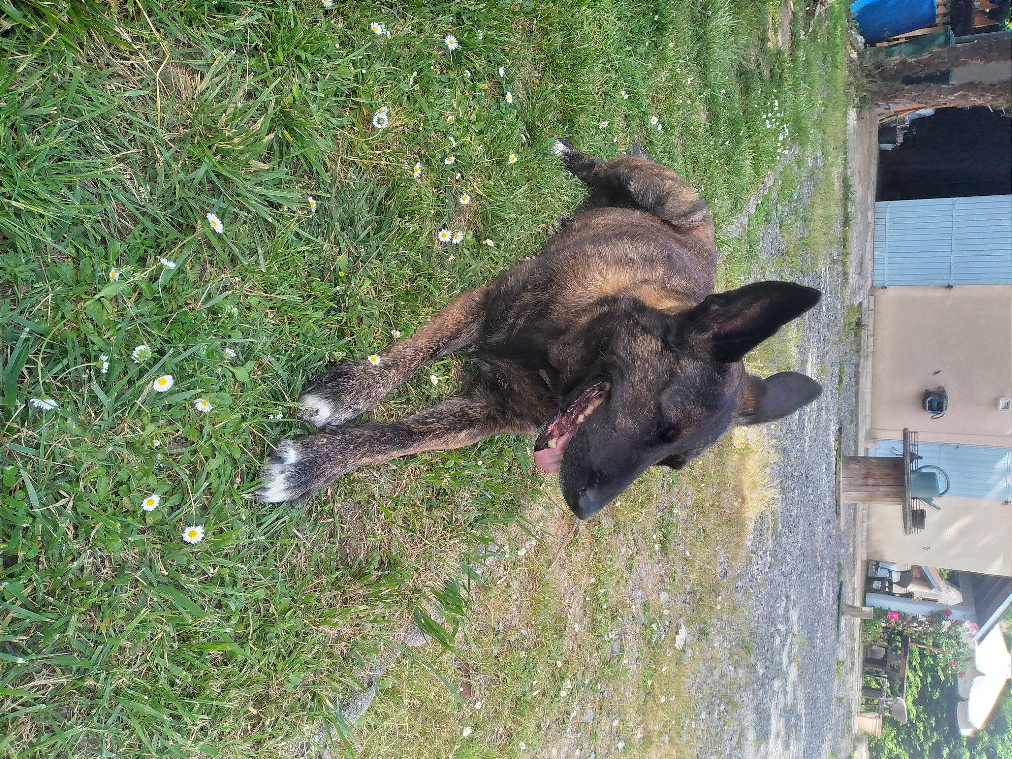 Olympe participe au concours pour gagner de l'argent avec cette photo : canidae, dog, dog_breed, fawn, fur, grass, liver, natural_material, old_german_shepherd_dog, plant, snout, sporting_group, tail, terrestrial_animal, working_animal