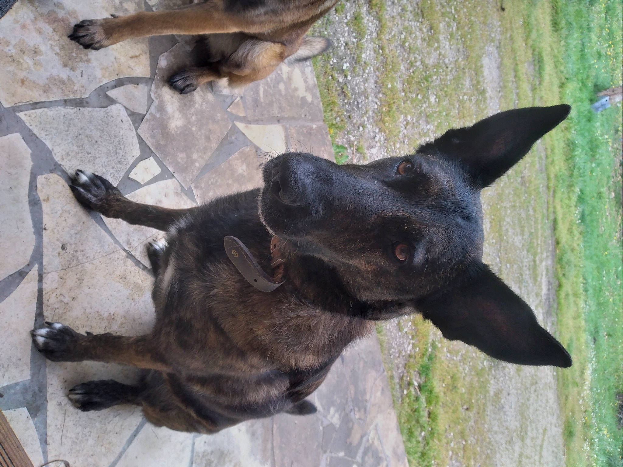 Olympe participe au concours pour gagner de l'argent avec cette photo : biting, carnivore, collar, dog, dog_breed, german_shepherd_dog, guard_dog, herding_dog, hunting_dog, non_sporting_group, plant, tail, terrestrial_animal, working_animal, working_dog